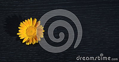 On a black background, a yellow flower Stock Photo